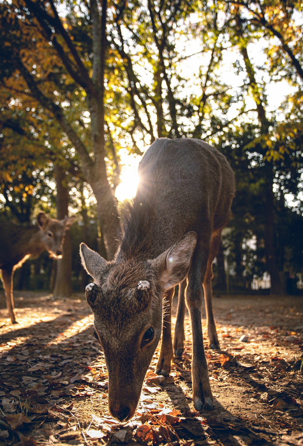 brown deer under green trees