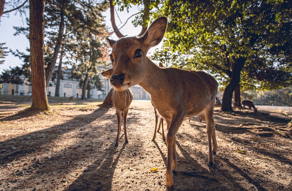 two deer under trees