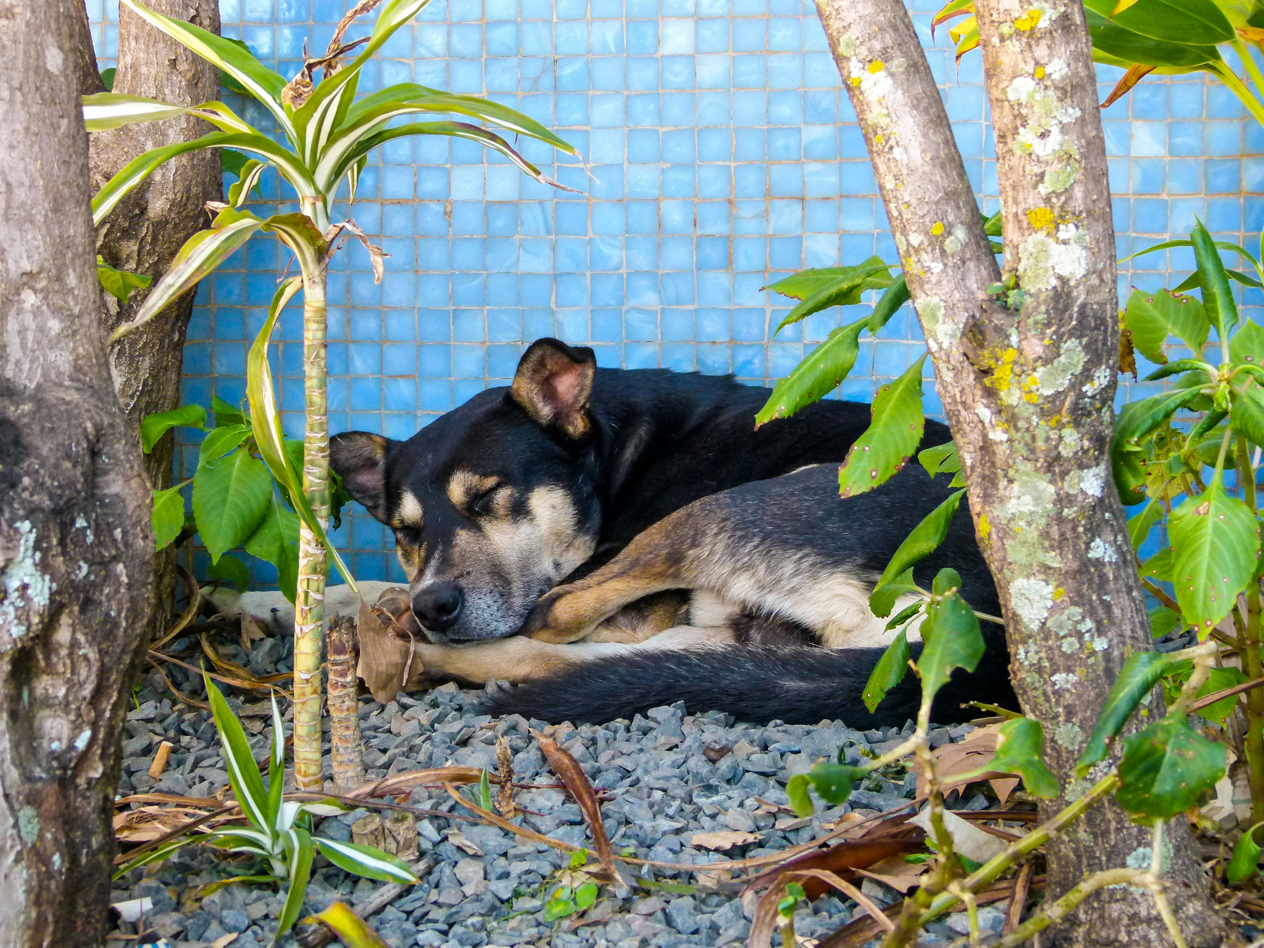 Cocooning Service pour Animaux — Saint-François