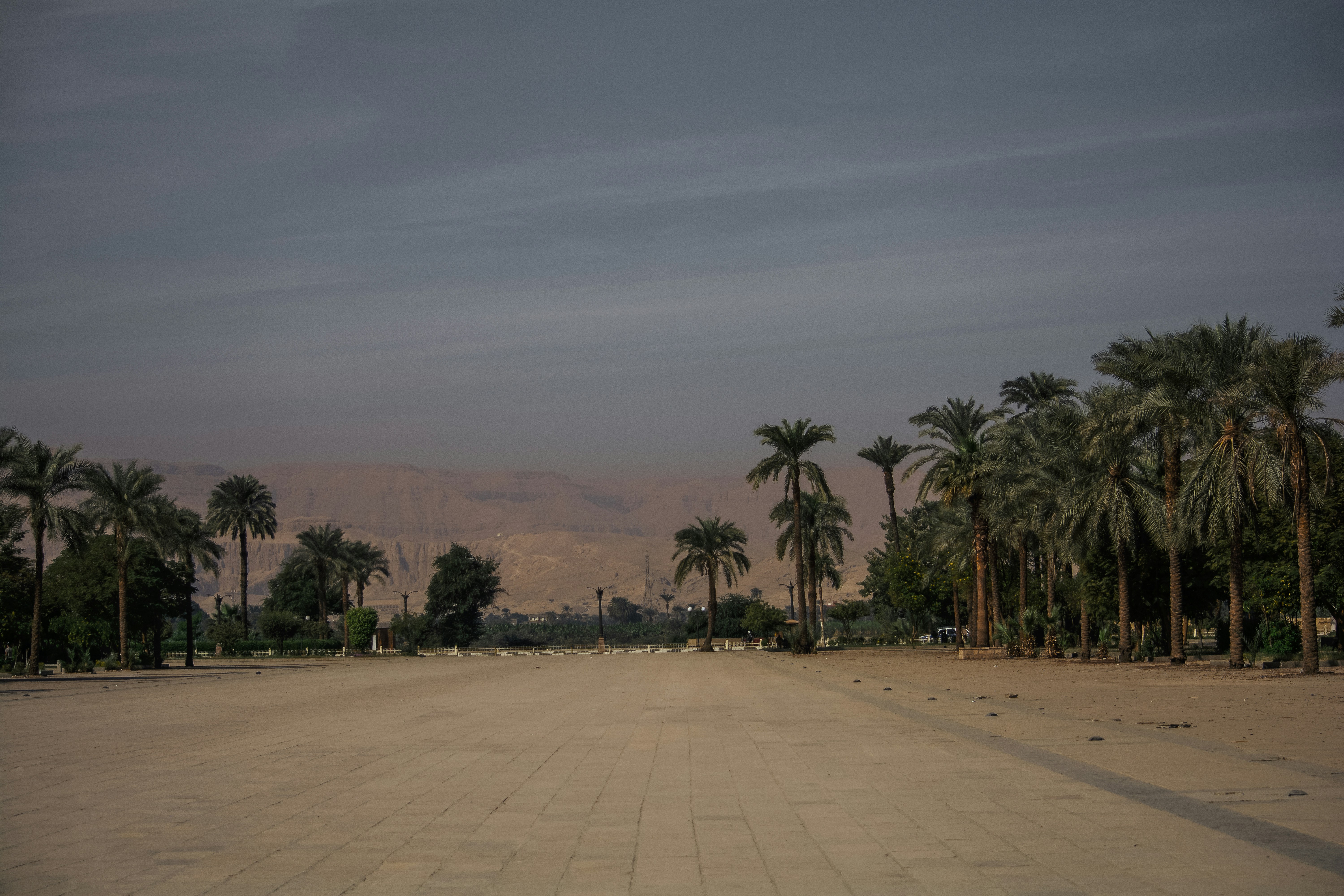 зеленый пляж с пальмами