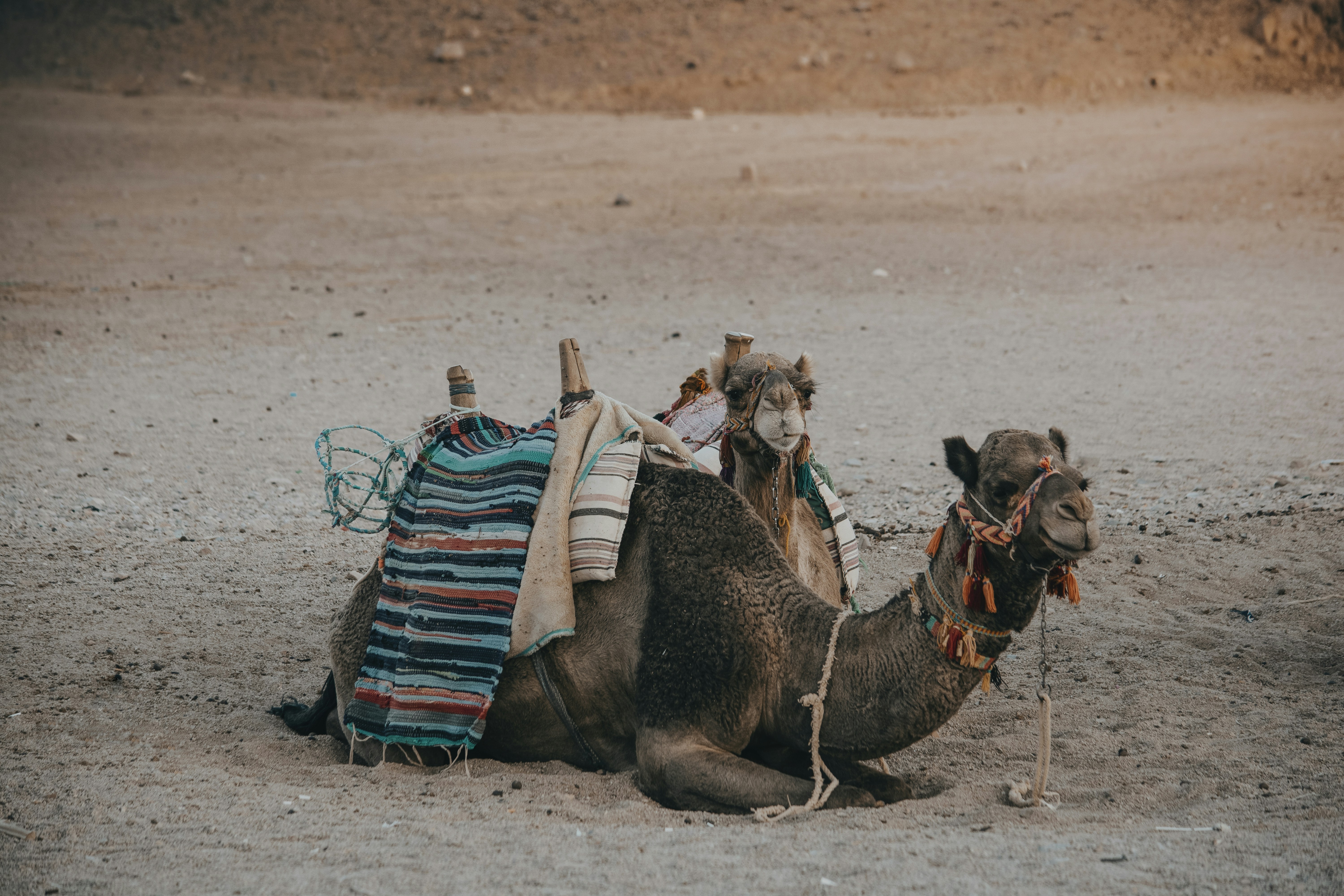 two brown camels lying on sand