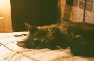 A calm cat curled up on a soft blanket beside a warm lamp during an overnight pet sitting visit.