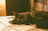 A happy cat with a colorful collar lounging on a cozy knitted blanket.