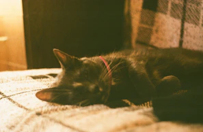 A stylish cat wearing a delicate, colorful collar with handmade details resting on a soft blanket.