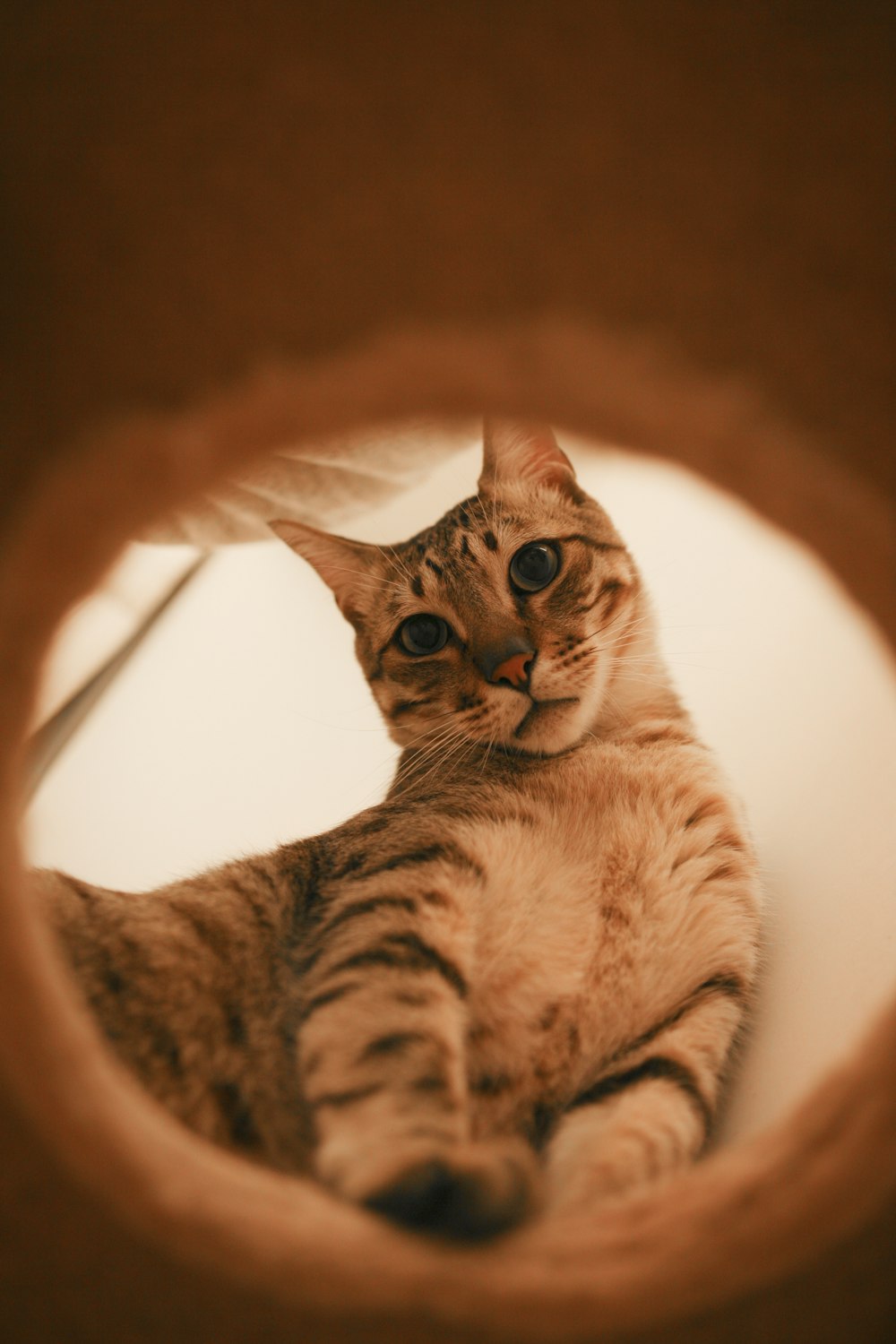 brown and white tabby cat looking down