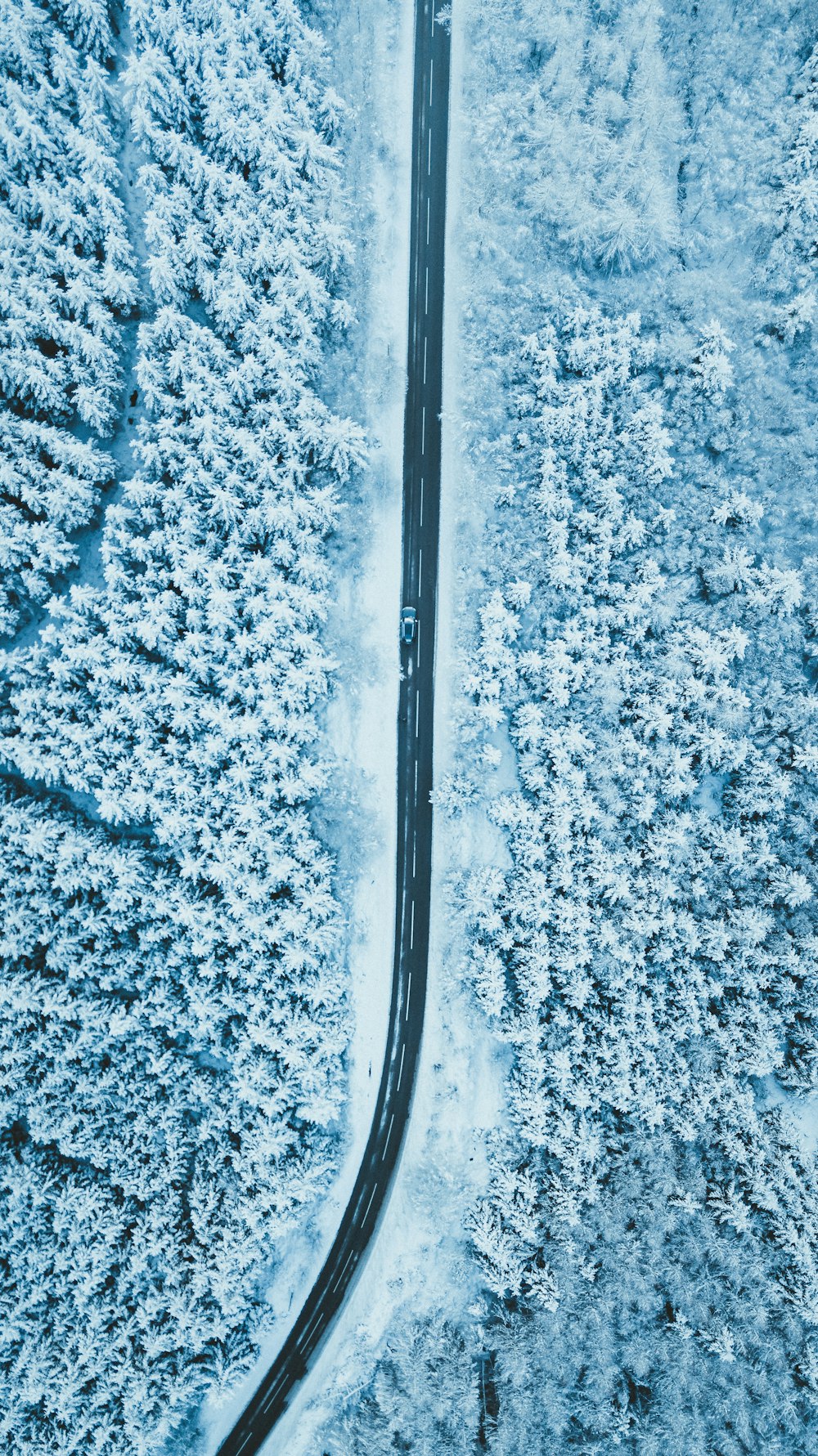 눈 덮인 나무로 둘러싸인 회색 도로