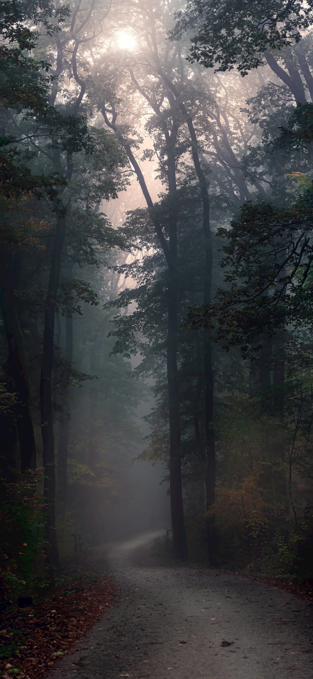 Carretera rodeada de árboles verdes en un día de niebla