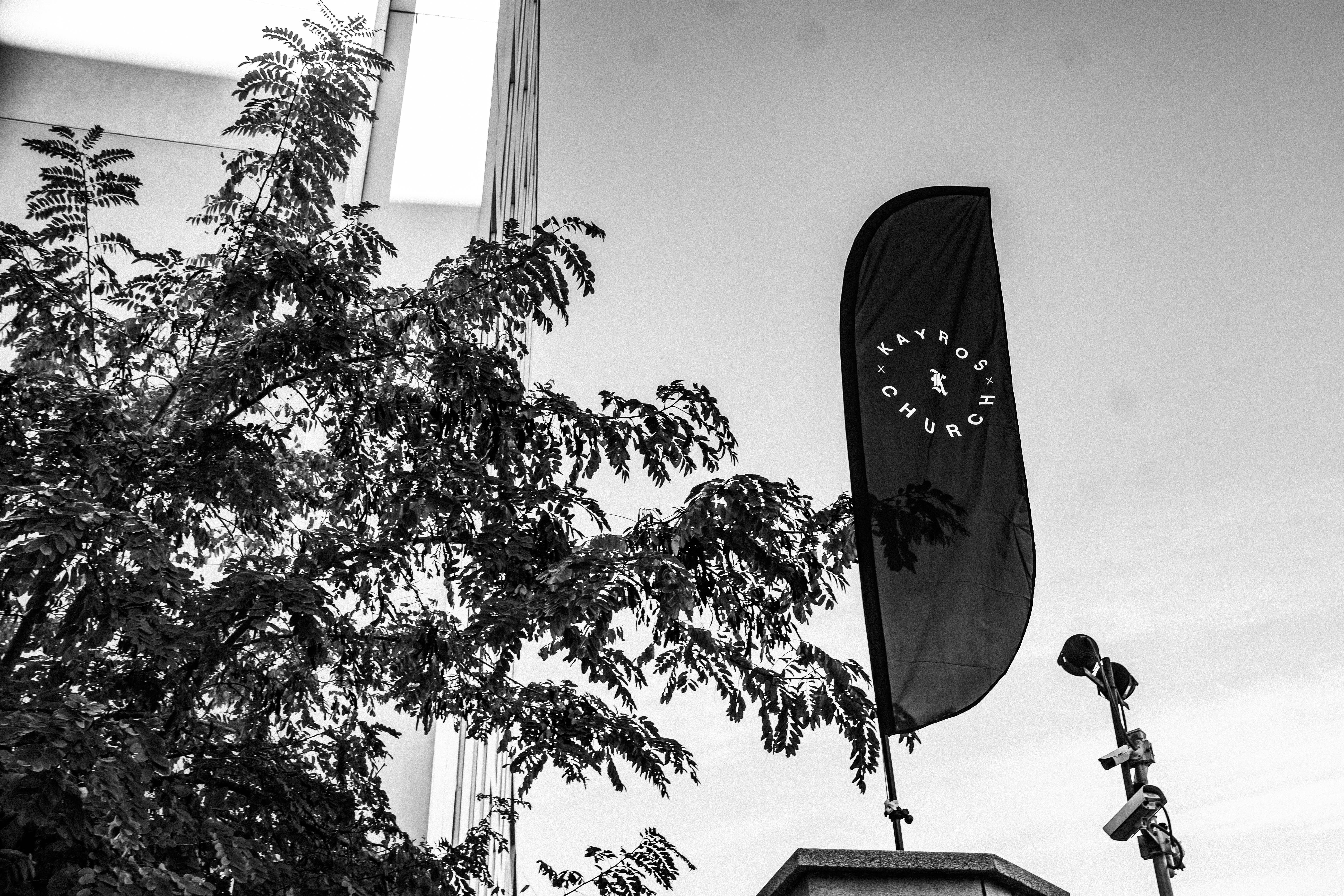 Foto en escala de grises de una planta frondosa