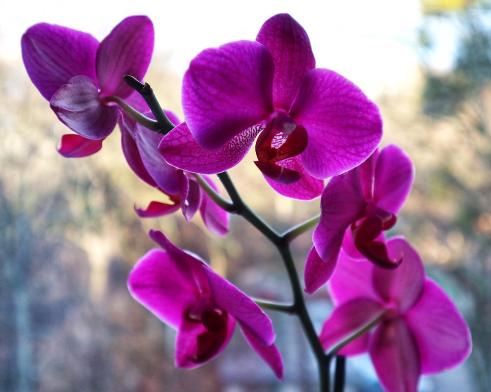 purple moth orchid flowers