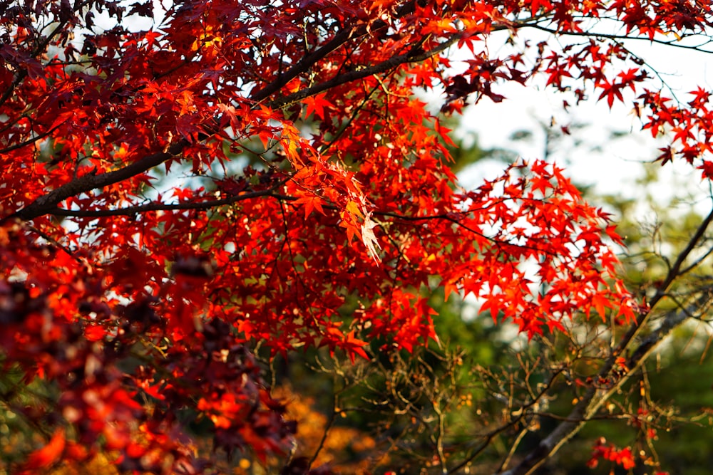 close-up photo of red-petal flowers