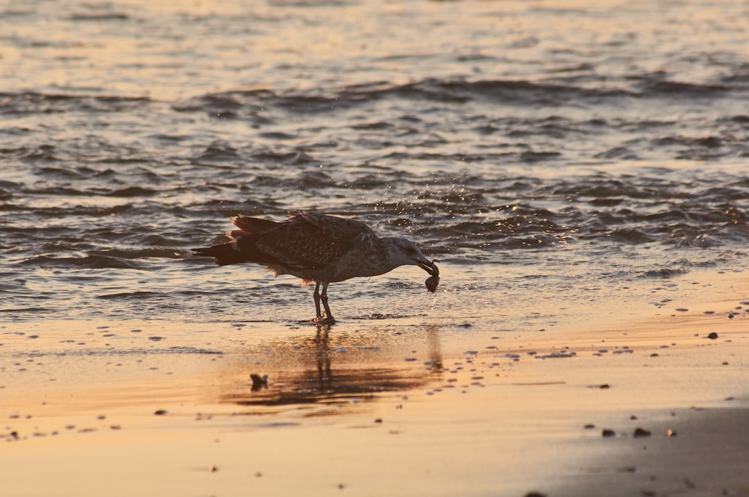 bird eating in seashore during daytime
