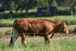 A brown cow walks through a grassy field, surrounded by a natural landscape with trees and greenery in the background. The cow appears healthy and calm under the sunlight.