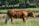 A brown cow walks through a grassy field, surrounded by a natural landscape with trees and greenery in the background. The cow appears healthy and calm under the sunlight.