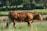 A brown cow walks through a grassy field, surrounded by a natural landscape with trees and greenery in the background. The cow appears healthy and calm under the sunlight.