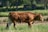 A brown cow walks through a grassy field, surrounded by a natural landscape with trees and greenery in the background. The cow appears healthy and calm under the sunlight.