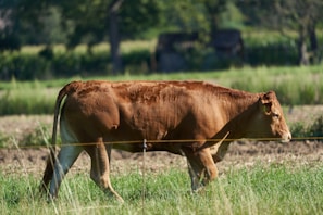 A cowboy gently tending to a healthy cow in a sunlit pasture.