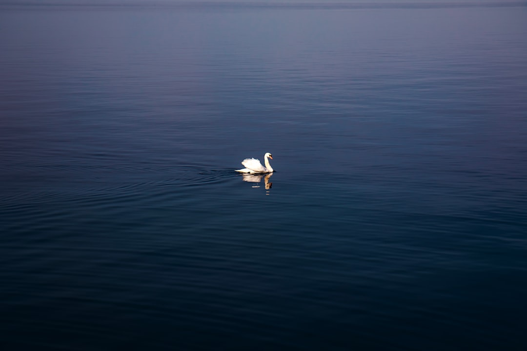 Ocean photo spot Rorschach Lake Zurich