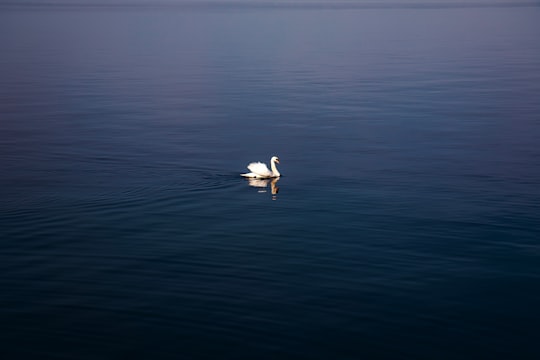 white duck on water in Rorschach Switzerland