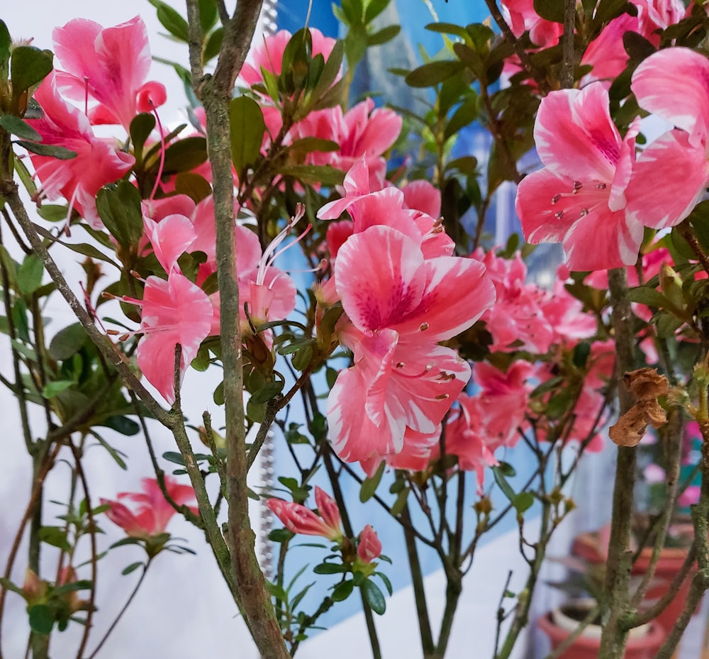 pink hibiscus blooming