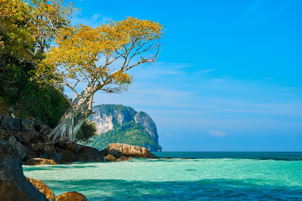 green leafed trees and body of water