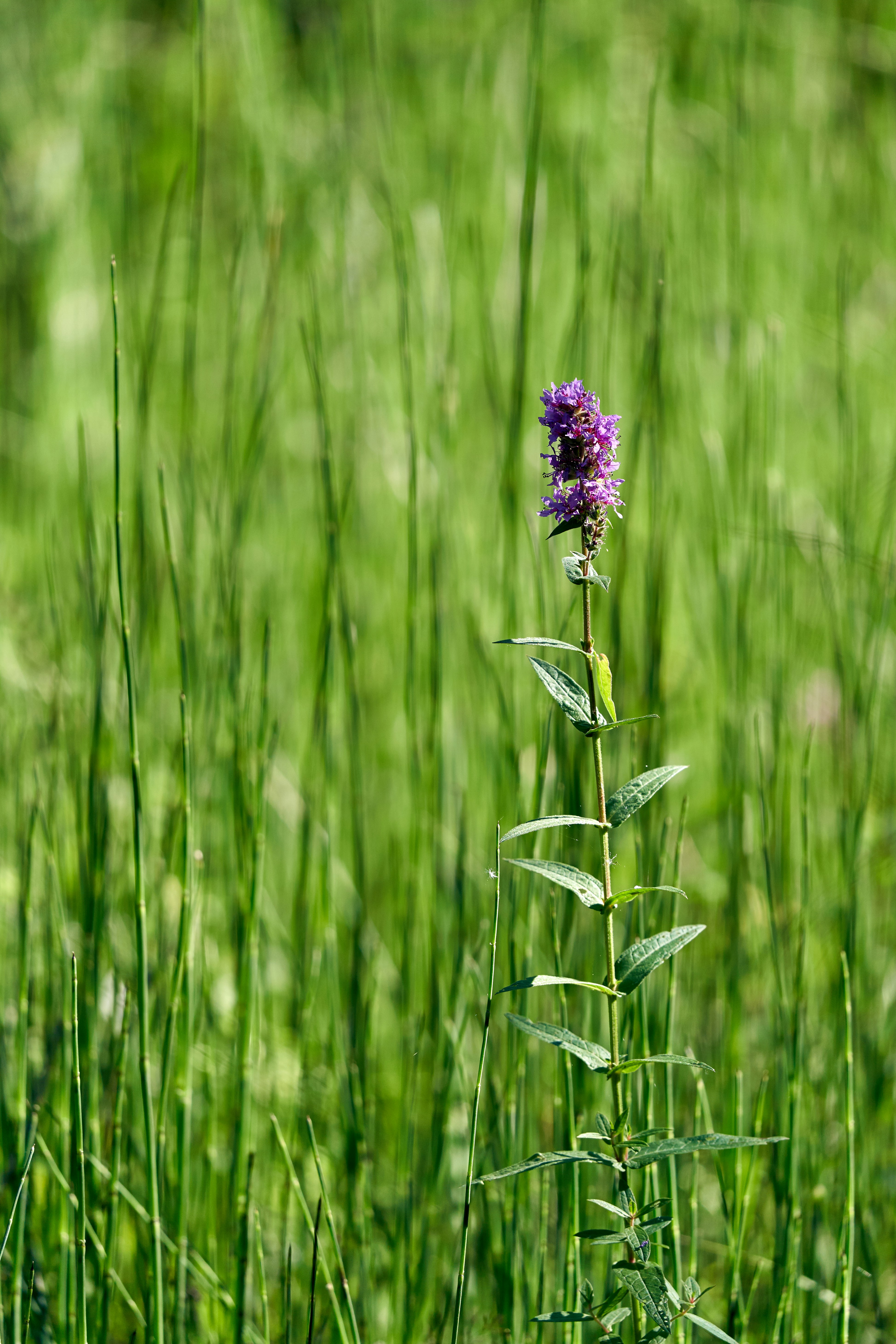 Photo by wolfgang_hasselmann