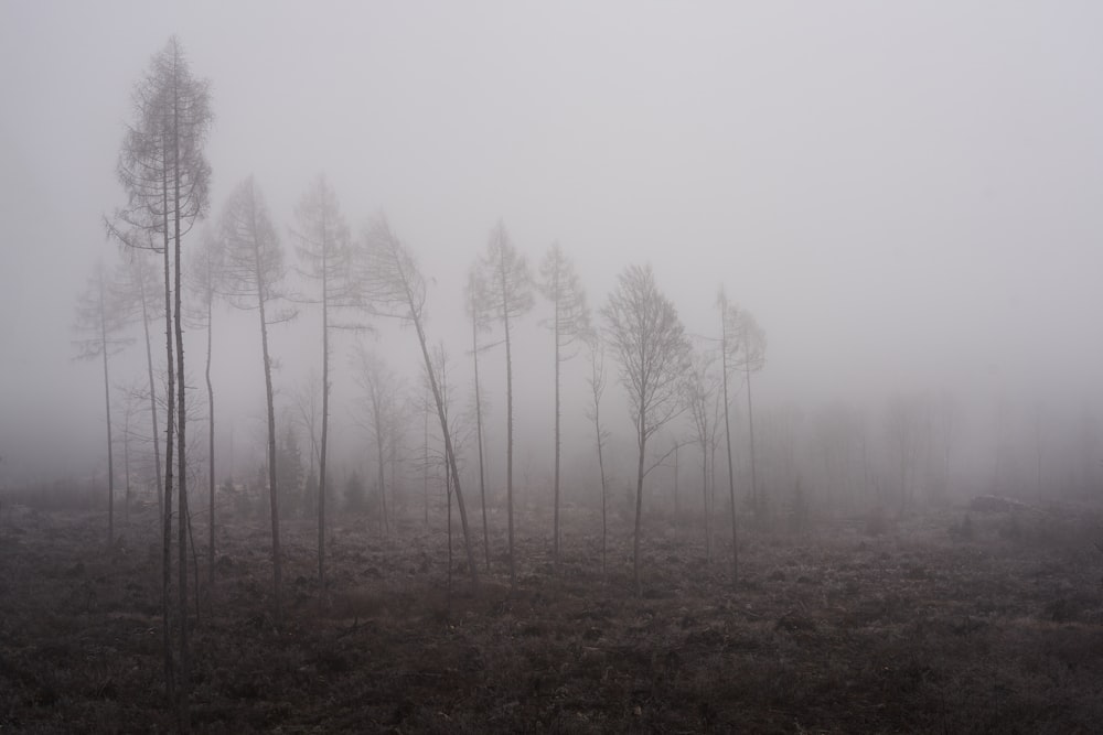 foggy forest