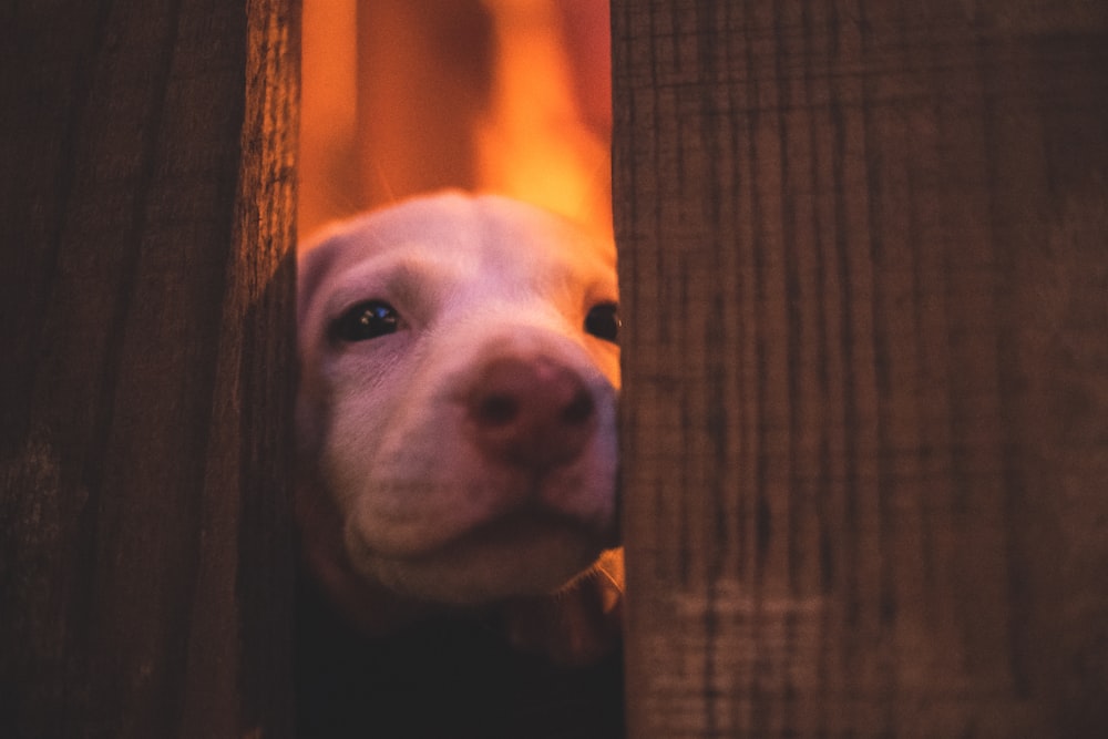 short-coated white puppy peaking between wooden walls