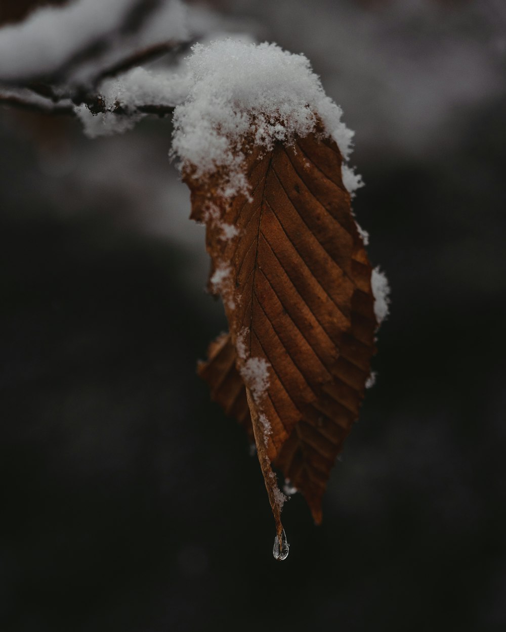 dried leaf