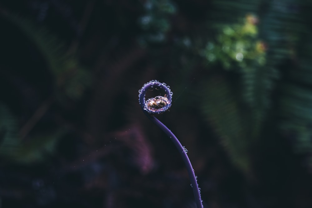 purple flower