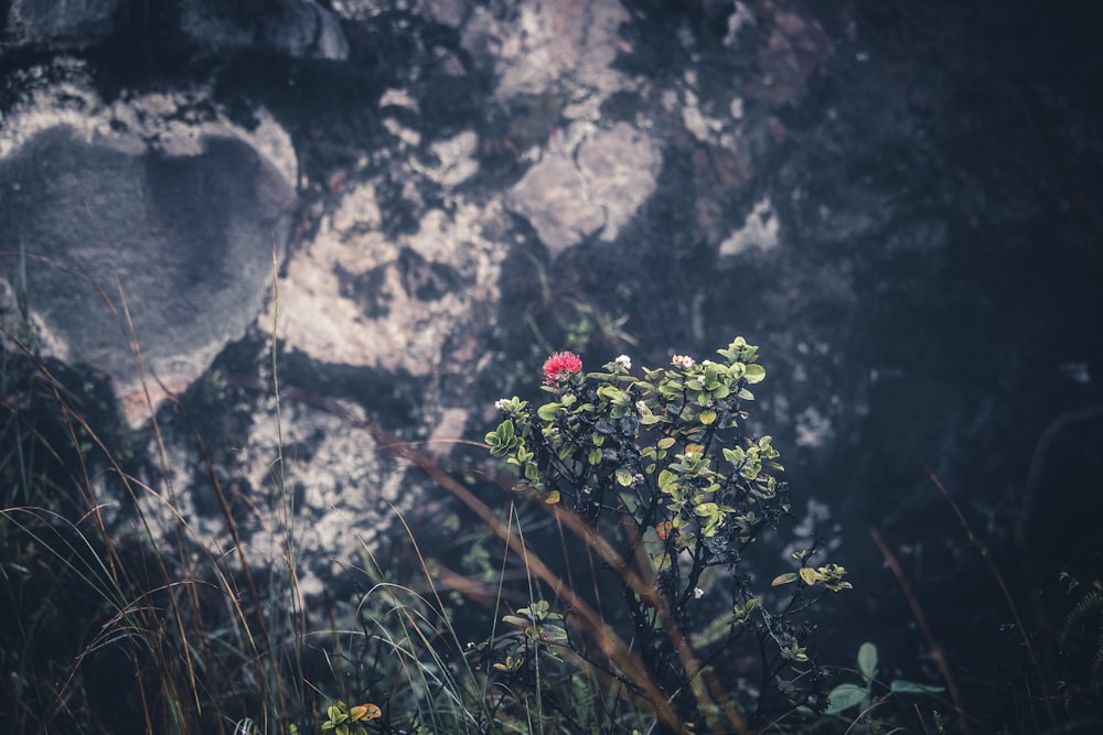 red flower