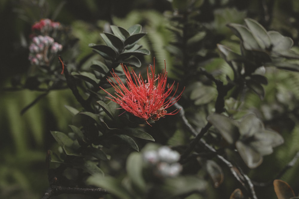 red-petaled flower