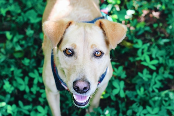 A cheerful green-themed contact form with playful dog illustrations around it.