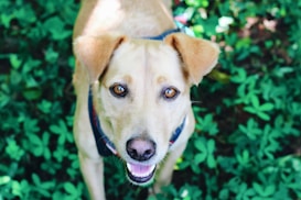 A tan-colored dog with a lively expression and bright eyes looks up. It is surrounded by lush green foliage, creating a vibrant contrast with the dog's fur. The dog is wearing a dark collar.