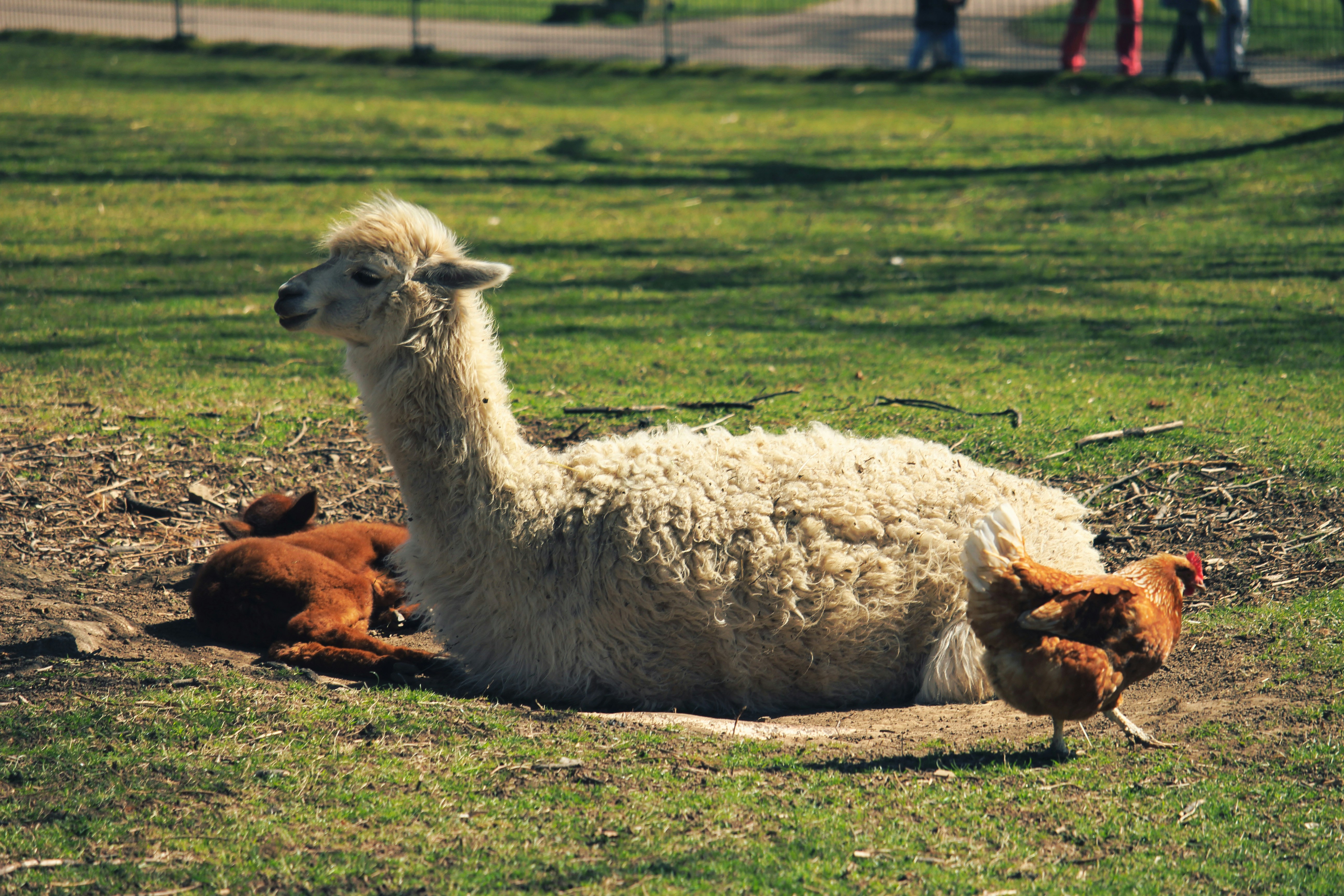 Alpaca Wool Products and More