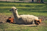 A white alpaca is lying on the ground in a grassy area with a brown alpaca next to it. There is also a chicken walking nearby. The scene appears to be in a park or a farm setting with a fence and people standing in the background.