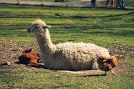 A white alpaca is lying on the ground in a grassy area with a brown alpaca next to it. There is also a chicken walking nearby. The scene appears to be in a park or a farm setting with a fence and people standing in the background.