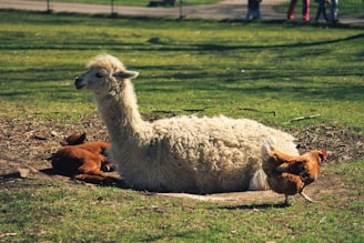 A white alpaca is lying on the ground in a grassy area with a brown alpaca next to it. There is also a chicken walking nearby. The scene appears to be in a park or a farm setting with a fence and people standing in the background.