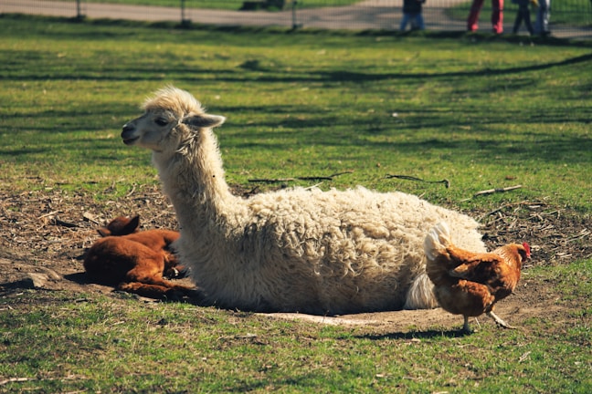 A white alpaca is lying on the ground in a grassy area with a brown alpaca next to it. There is also a chicken walking nearby. The scene appears to be in a park or a farm setting with a fence and people standing in the background.