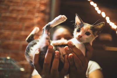 A small kitten is held in two hands, surrounded by a warm, softly lit environment. The background features blurred lights and a brick wall, creating a cozy atmosphere.