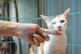A cat with orange and white fur is inside a blue cage, with one eye closed as a person's hand gently scratches under its chin. The person has painted fingernails and the cat appears relaxed.