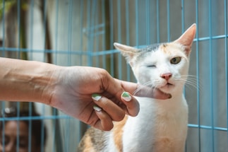A cat with orange and white fur is inside a blue cage, with one eye closed as a person's hand gently scratches under its chin. The person has painted fingernails and the cat appears relaxed.