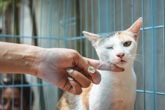 A cat with orange and white fur is inside a blue cage, with one eye closed as a person's hand gently scratches under its chin. The person has painted fingernails and the cat appears relaxed.