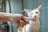 A cat with orange and white fur is inside a blue cage, with one eye closed as a person's hand gently scratches under its chin. The person has painted fingernails and the cat appears relaxed.