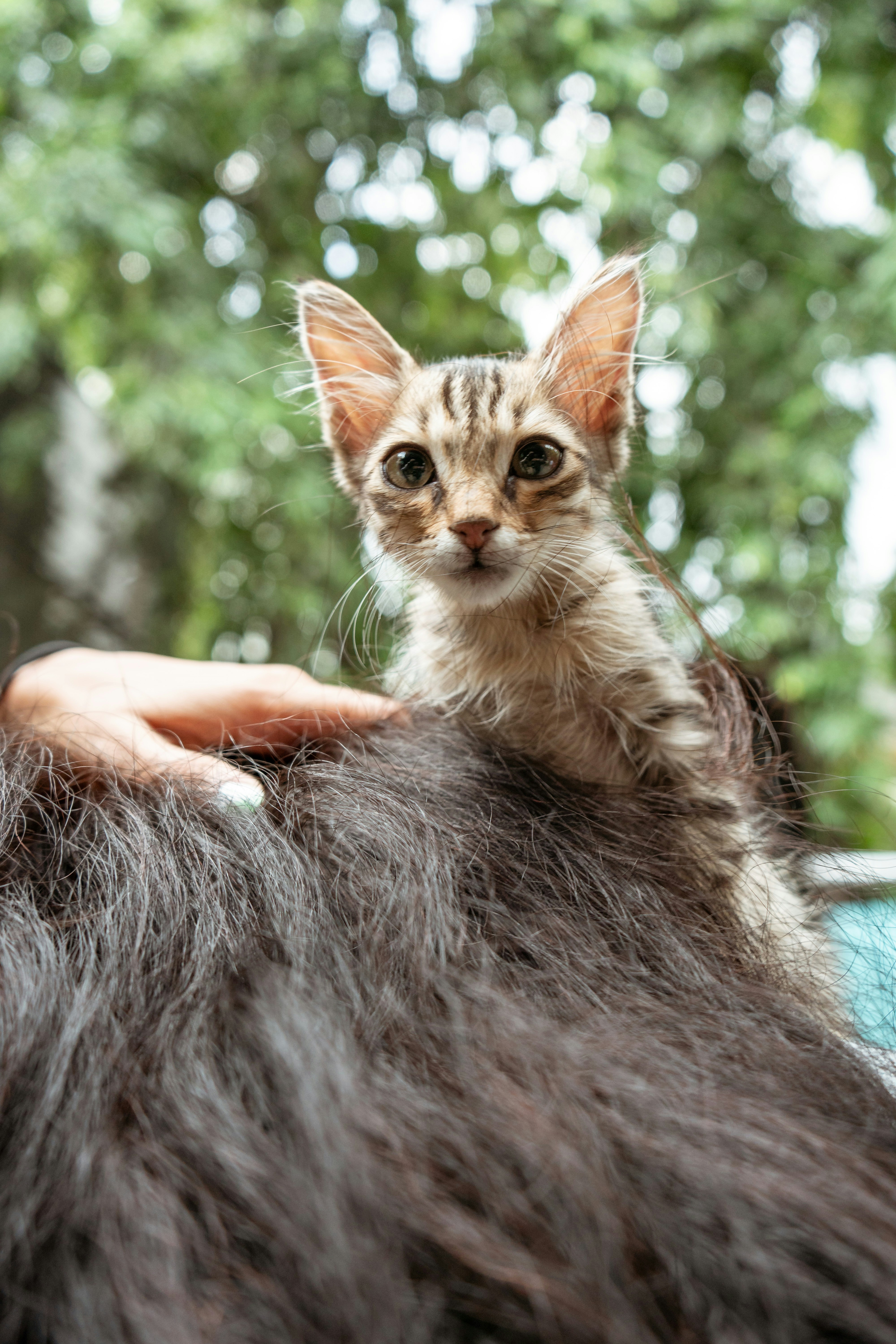 The Grooming Rituals of Wild Heritage (image credits: unsplash)
