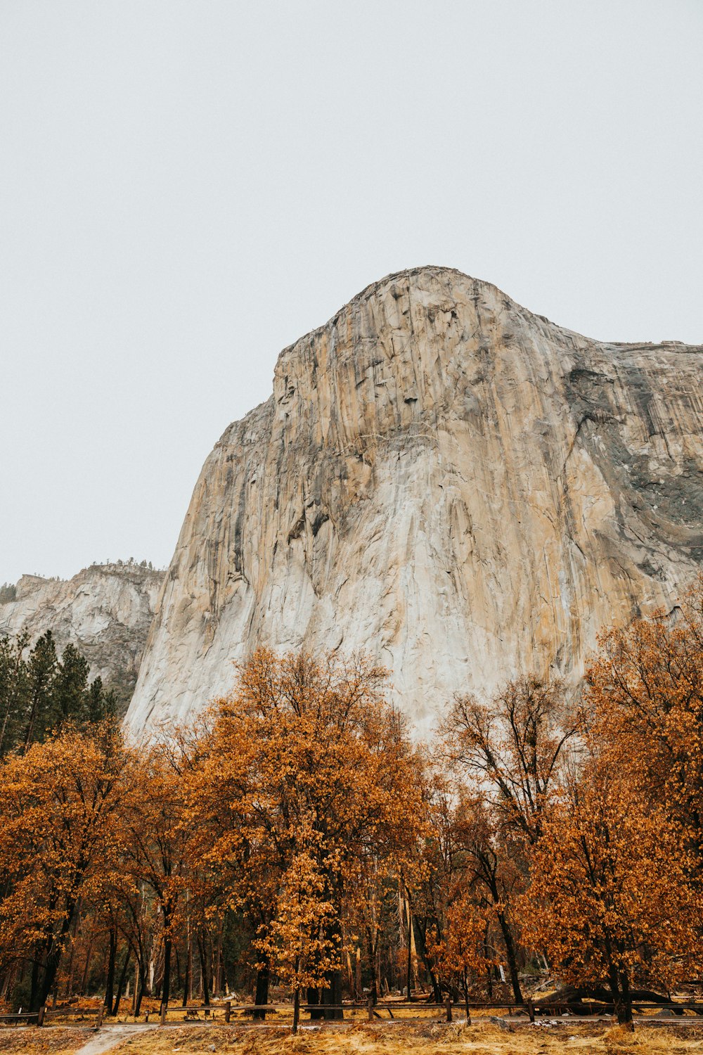 tall trees near cliff