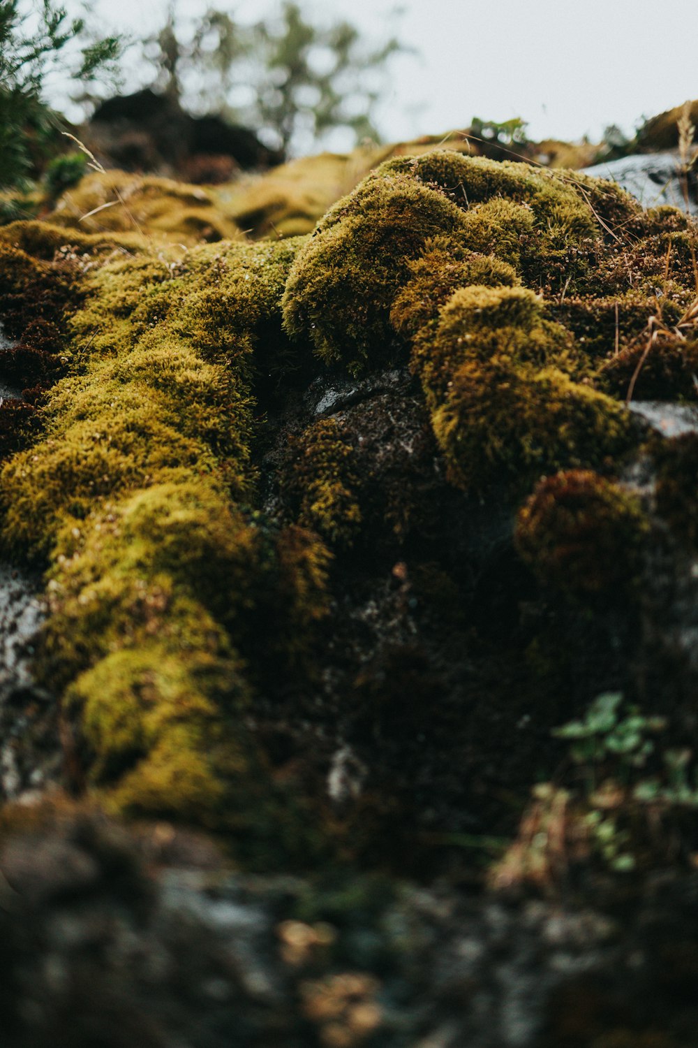 stone with grass