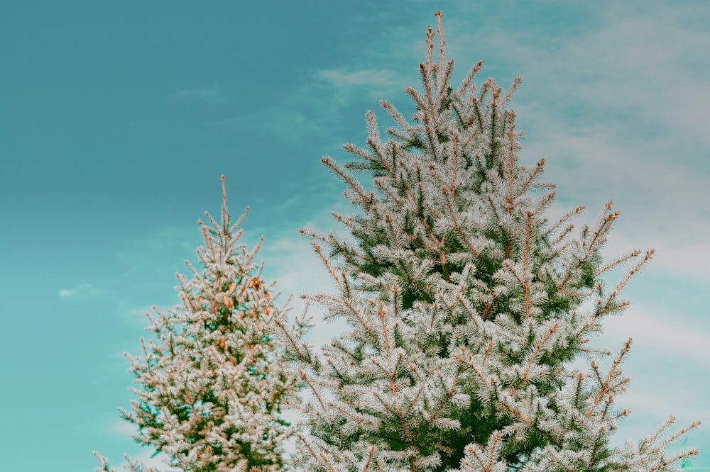 snow covered pine trees at daytime