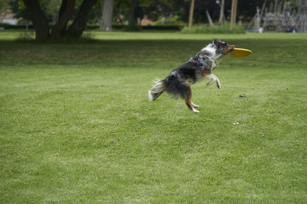 a dog catching a frisbee in a park