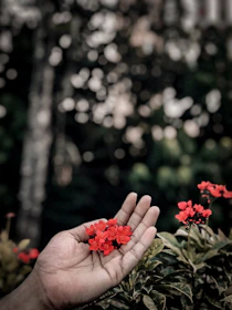 Close-up of hands cradling a blooming flower, symbolizing feminine energy.