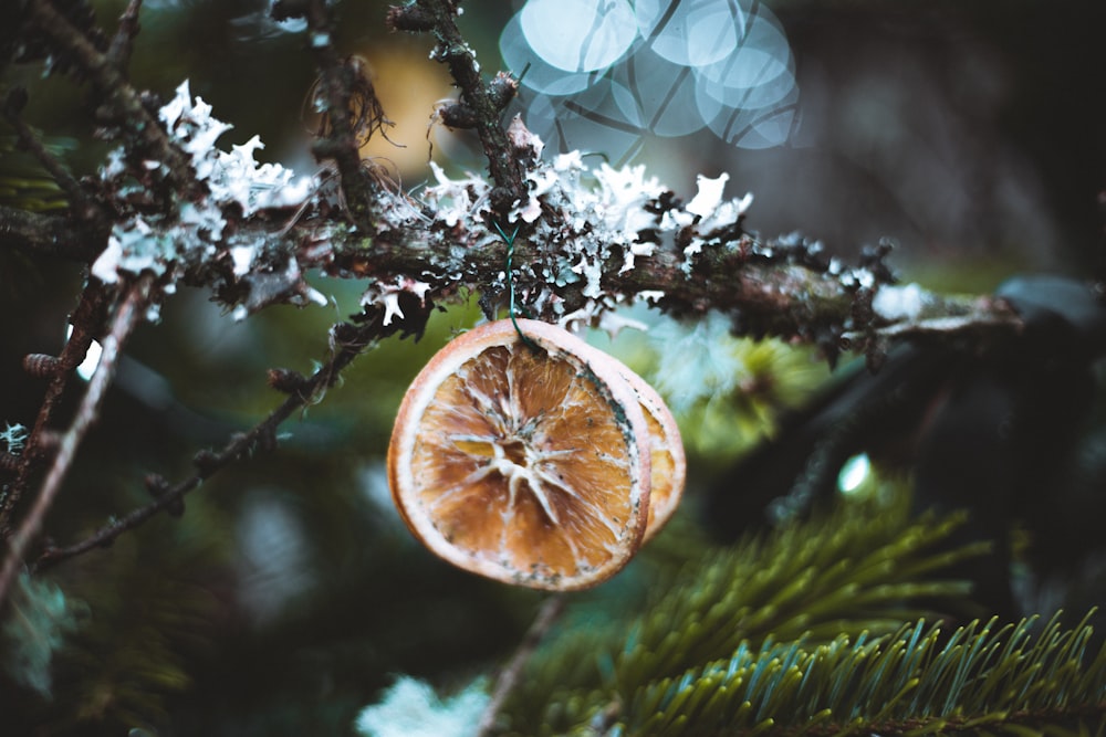 uma laranja cortada ao meio pendurada em uma árvore